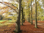 Mosbeekweg